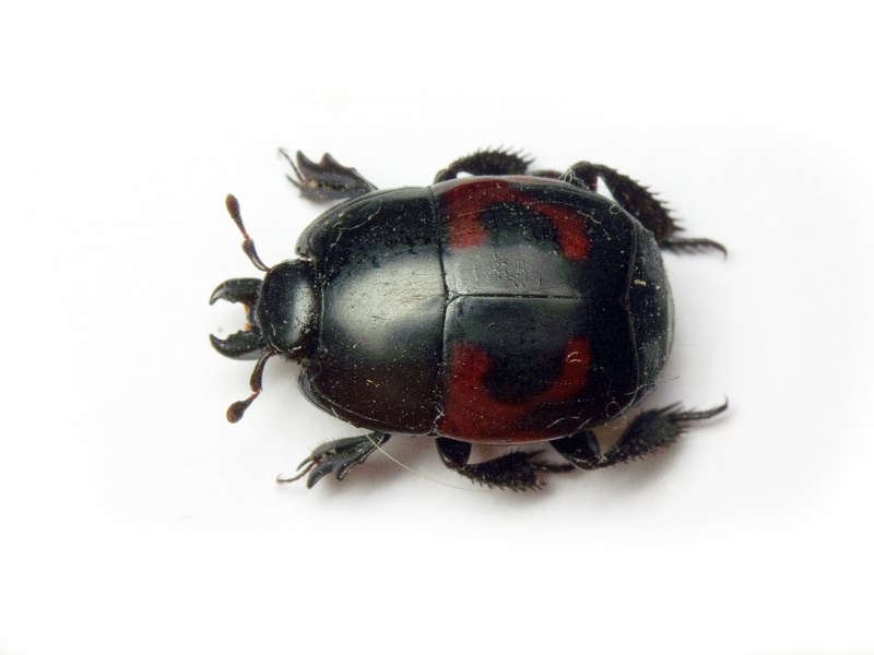 Hister quadrimaculatus Linnaeus, 1758